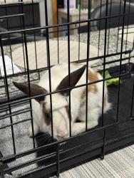Found/Stray Unknown Rabbit last seen Wellington and Joliet hwy, New Lenox, IL 60451