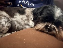 Reunited Female Dog last seen Morris Dido, Newark, TX 76071