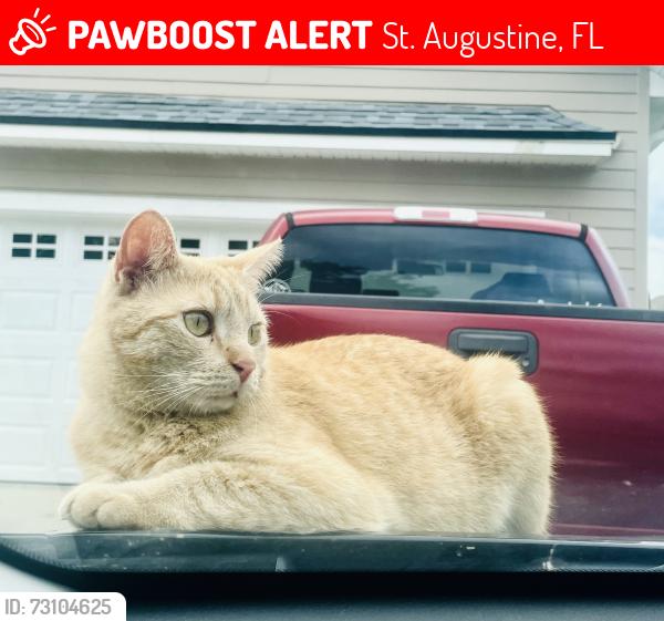 Lost Female Cat last seen Near north Churchill drive, St. Augustine, FL 32086
