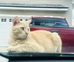 Lost Female Cat last seen Near north Churchill drive, St. Augustine, FL 32086