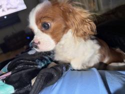 Found/Stray Male Dog last seen Found in a ditch, Louisa County, VA 23093