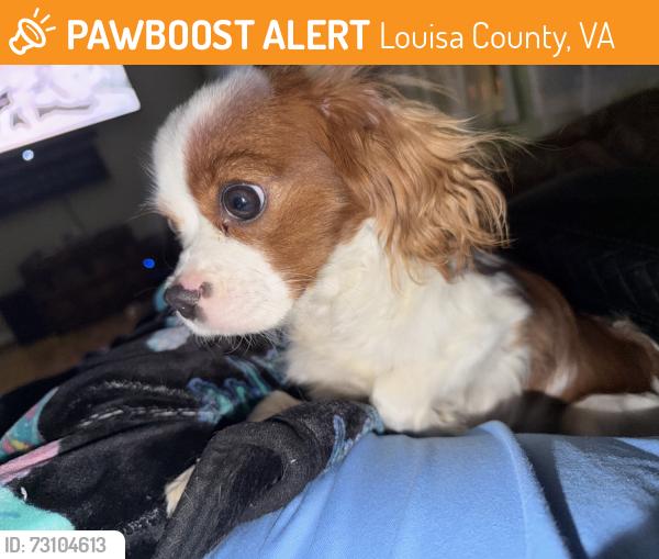 Found/Stray Male Dog last seen Found in a ditch, Louisa County, VA 23093