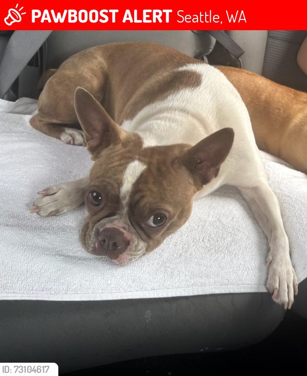 Lost Female Dog last seen 32nd Ave and, Seattle, WA 98126