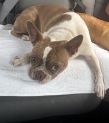 Lost Female Dog last seen 32nd Ave and, Seattle, WA 98126