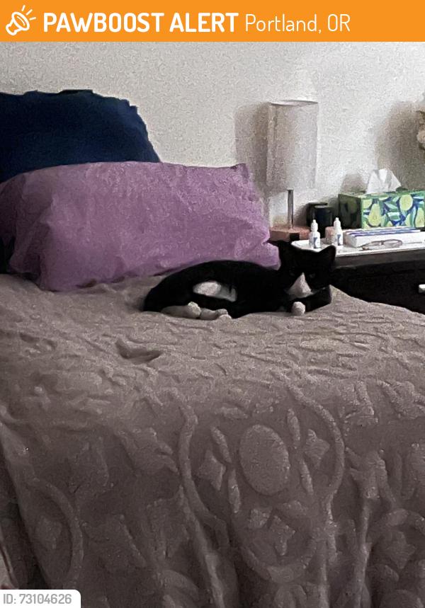 Found/Stray Male Cat last seen 122nd and NE Halsey, Portland, OR 97220