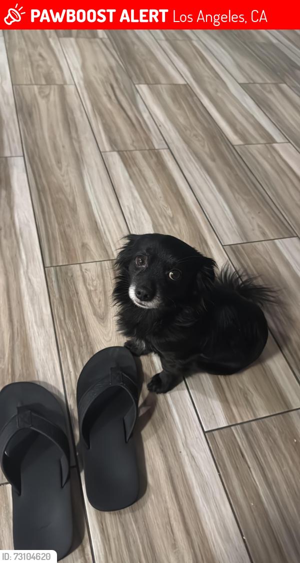 Lost Male Dog last seen Florence and 74th st, Los Angeles, CA 90044