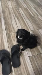 Lost Male Dog last seen Florence and 74th st, Los Angeles, CA 90044