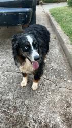 Found/Stray Male Dog last seen 7/11, Oklahoma City, OK 73112