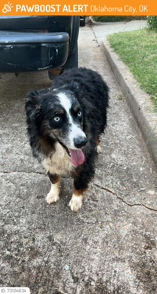 Found/Stray Male Dog last seen 7/11, Oklahoma City, OK 73112
