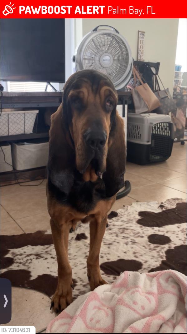 Lost Male Dog last seen Lowery south east palm bay, Palm Bay, FL 32905