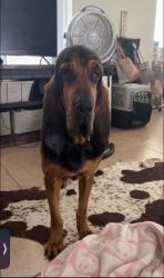 Lost Male Dog last seen Lowery south east palm bay, Palm Bay, FL 32905