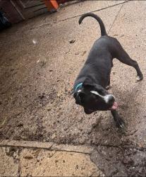 Reunited Male Dog last seen Elbridge and Erdrick st, Philadelphia, PA 19135