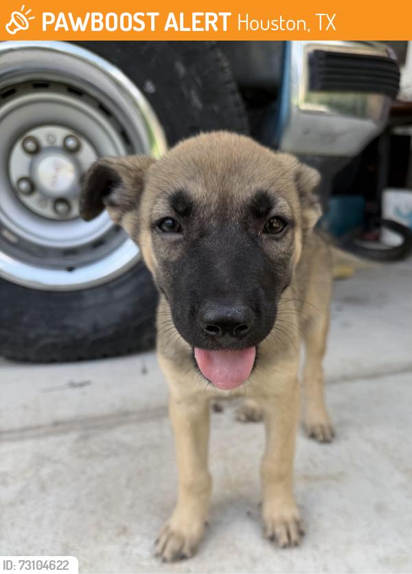 Found/Stray Unknown Dog last seen Cairnleigh and Great Glen dr, Houston, TX 77084