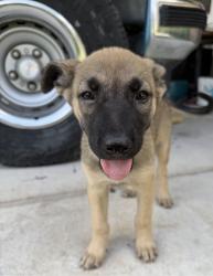 Found/Stray Unknown Dog last seen Cairnleigh and Great Glen dr, Houston, TX 77084