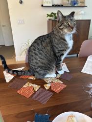 Lost Male Cat last seen W 53rd and Irving Street, Denver, CO 80221
