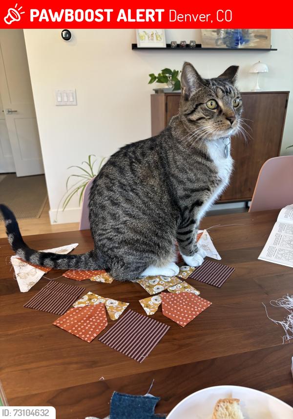 Lost Male Cat last seen W 53rd and Irving Street, Denver, CO 80221