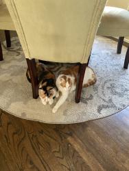 Lost Male Cat last seen Oak Ave, Folsom, CA 95630