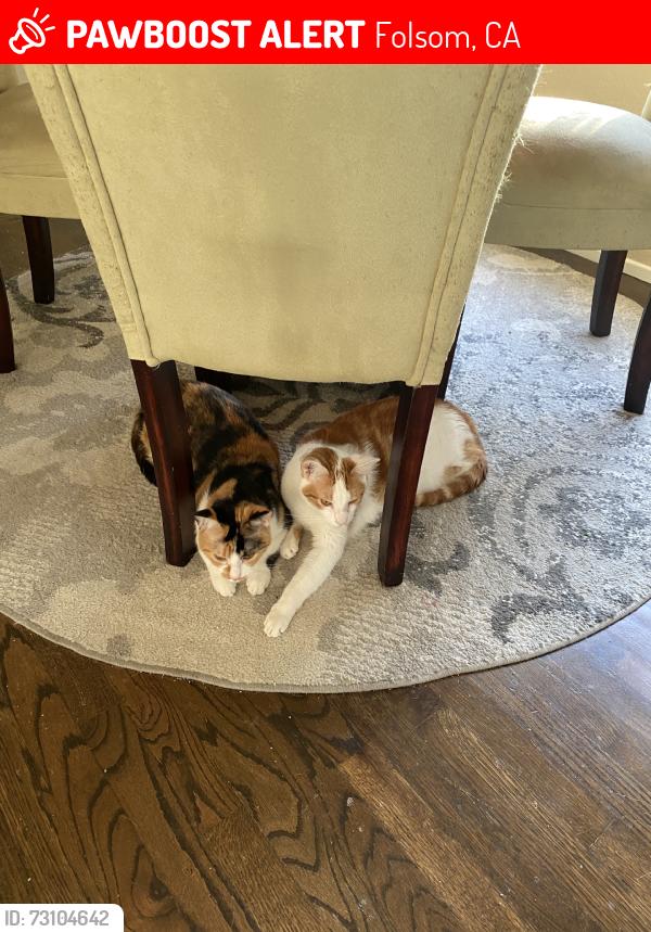 Lost Male Cat last seen Oak Ave, Folsom, CA 95630