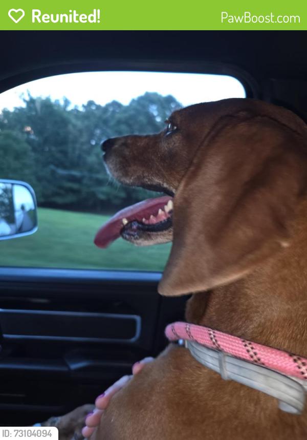 Reunited Female Dog last seen Highland Road Gainesville Ga, Gainesville, GA 30506