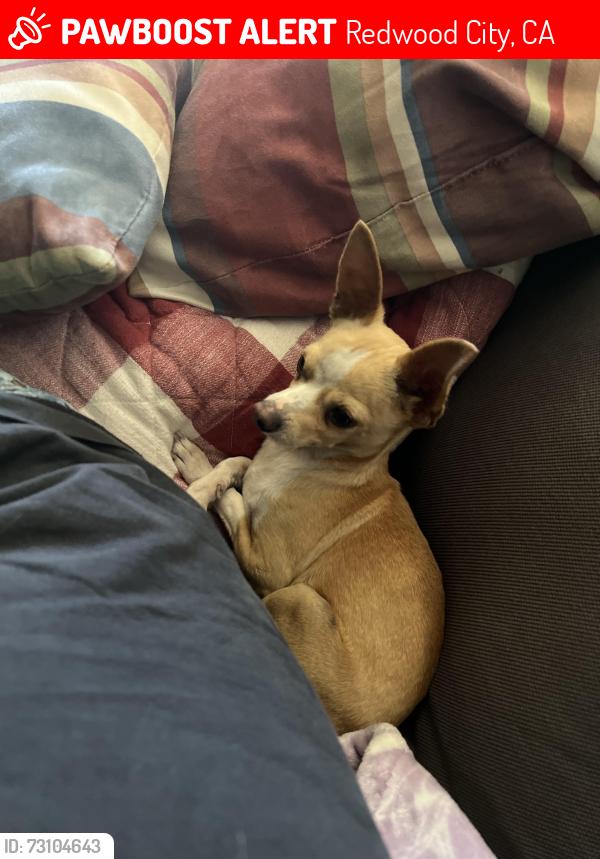 Lost Male Dog last seen Middlefield Rd, Redwood City, CA 94063