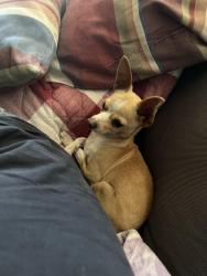 Lost Male Dog last seen Middlefield Rd, Redwood City, CA 94063
