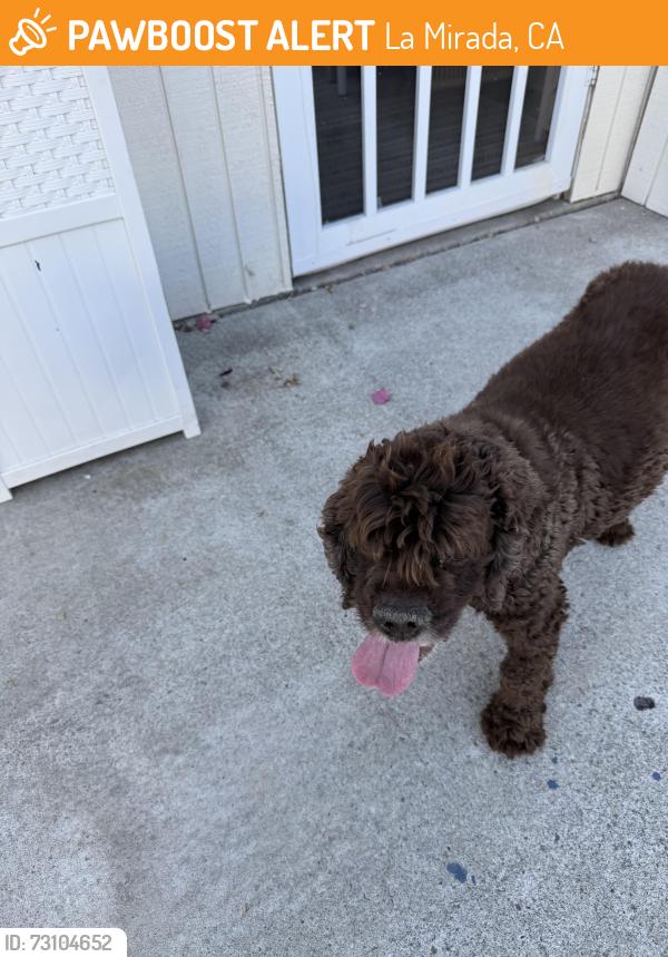 Found/Stray Male Dog last seen Los coyotes & oscaso, La Mirada, CA 90638