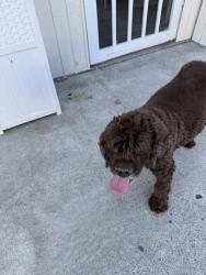 Found/Stray Male Dog last seen Los coyotes & oscaso, La Mirada, CA 90638