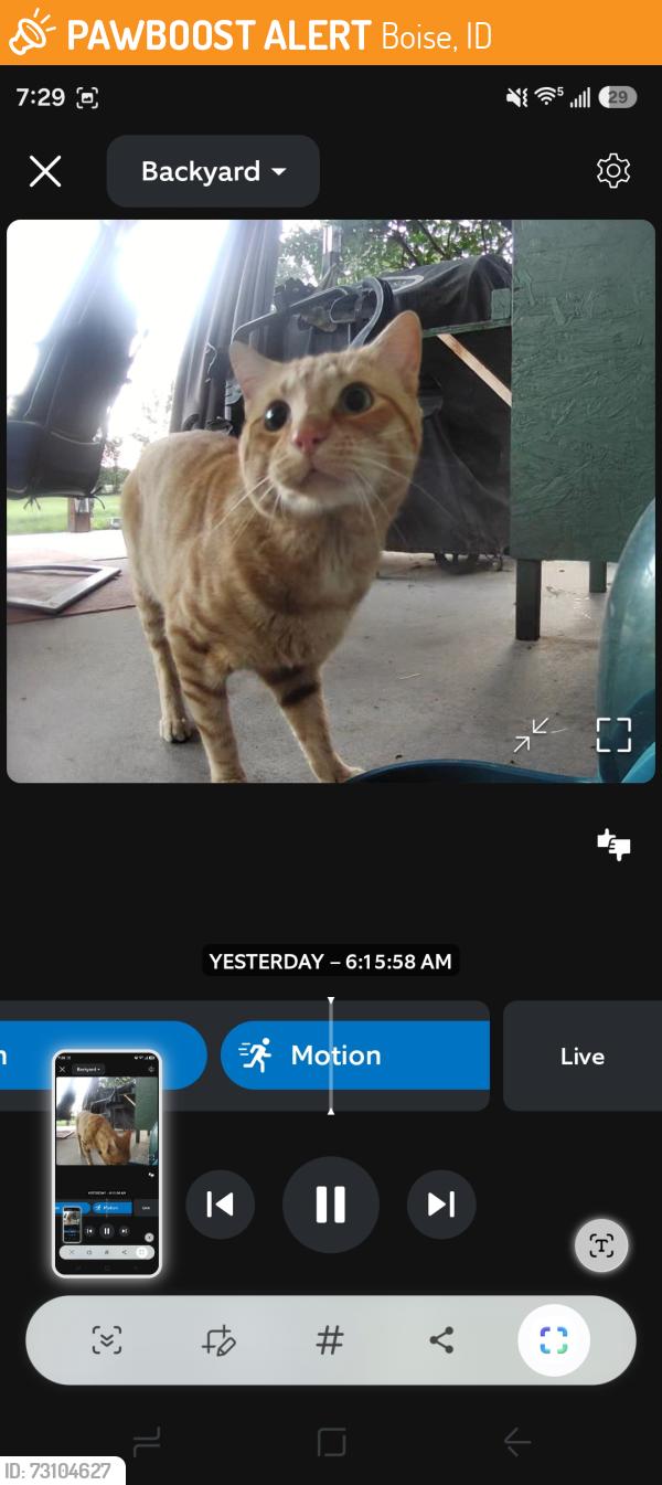 Found/Stray Unknown Cat last seen Behind HP, Boise, ID 83713