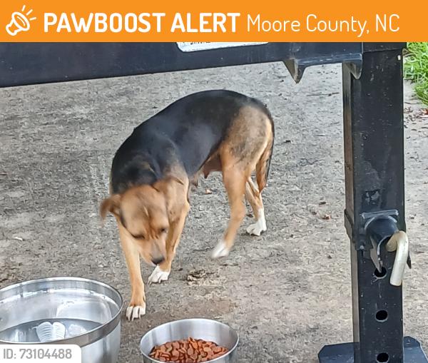 Found/Stray Female Dog last seen Ring Rd and Henderson, Moore County, NC 28327