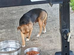 Found/Stray Female Dog last seen Ring Rd and Henderson, Moore County, NC 28327