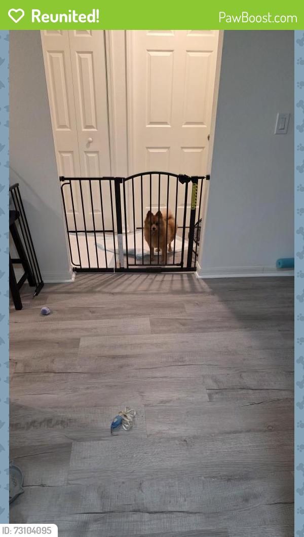 Reunited Unknown Dog last seen Happiness Ave SW & Scodella St NW, Palm Bay, FL 32908