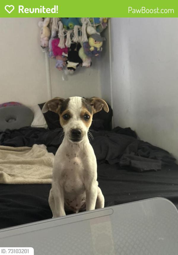 Reunited Unknown Dog last seen tampa, Greater Carrollwood, FL 33618