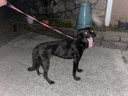 Found/Stray Female Dog last seen bitsy lane, ravenwood, Red Bank, TN 37415