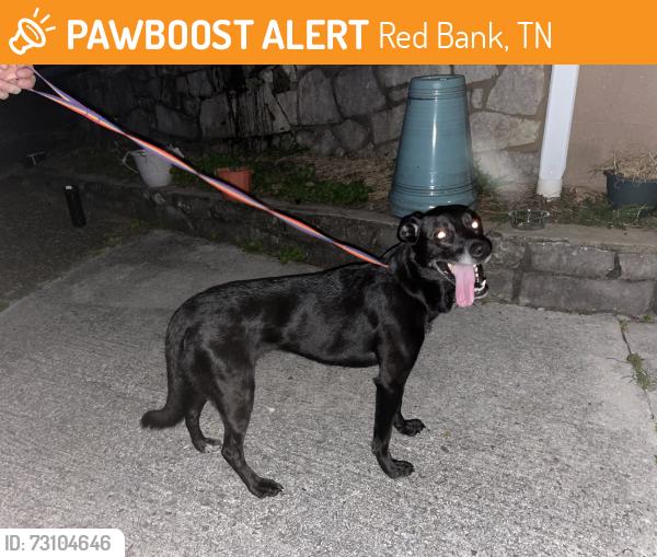 Found/Stray Female Dog last seen bitsy lane, ravenwood, Red Bank, TN 37415