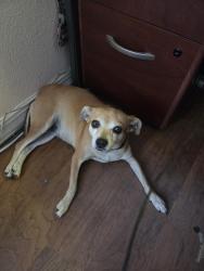 Found/Stray Female Dog last seen Saar St & Jutland Dr, Valle Vista, CA 92544