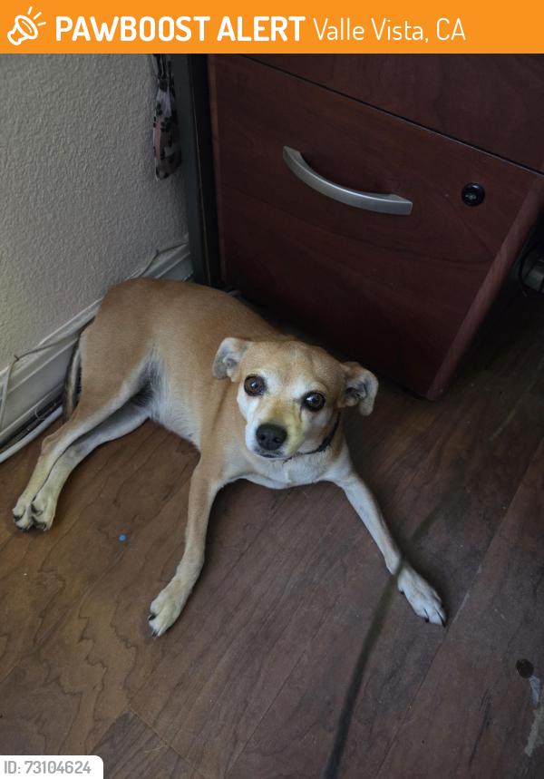 Found/Stray Female Dog last seen Saar St & Jutland Dr, Valle Vista, CA 92544