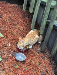 Reunited Unknown Cat last seen Fairview road, Montgomery, NJ 08558
