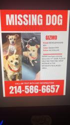 Lost Male Dog last seen Kerrville dr and Mackenzi dr, Mesquite, TX 75181