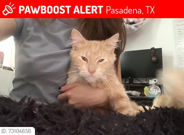 Lost Male Cat last seen red bluff park, Pasadena, TX 77503