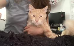 Lost Male Cat last seen red bluff park, Pasadena, TX 77503