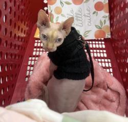Lost Female Cat last seen Heritage park, Fontana, CA 92336