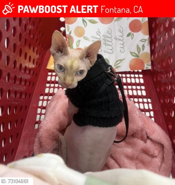 Lost Female Cat last seen Heritage park, Fontana, CA 92336