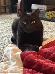 Lost Male Cat last seen 16 mile and John r, Troy, MI 48083