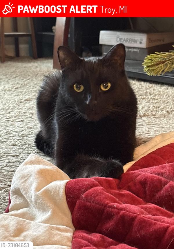 Lost Male Cat last seen 16 mile and John r, Troy, MI 48083