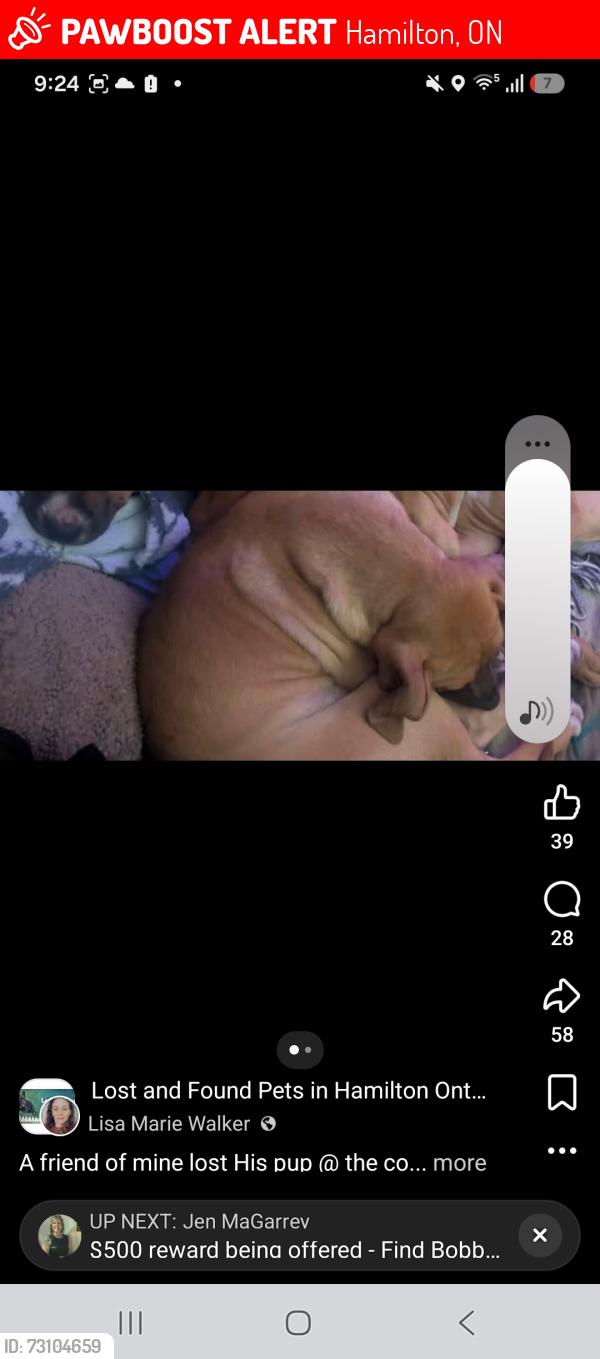 Lost Female Dog last seen Barton street east, Hamilton, ON 