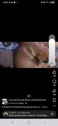Lost Female Dog last seen Barton street east, Hamilton, ON 