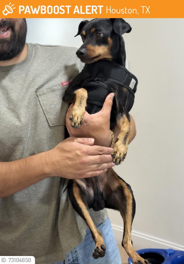 Found/Stray Male Dog last seen Old ranch rd, Houston, TX 77073