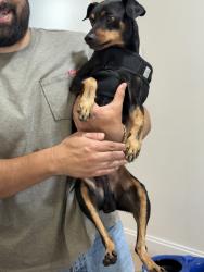 Found/Stray Male Dog last seen Old ranch rd, Houston, TX 77073