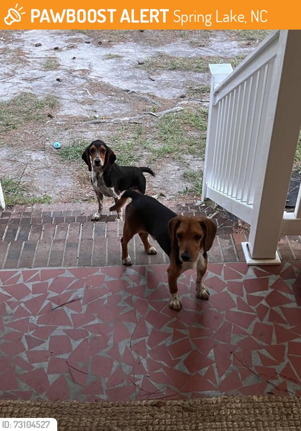 Found/Stray Unknown Dog last seen Carvers Creek State Park, Spring Lake, NC 28390