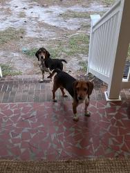 Found/Stray Unknown Dog last seen Carvers Creek State Park, Spring Lake, NC 28390